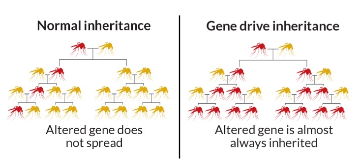Генный драйв и CRISPR: история, потенциал и стартапы