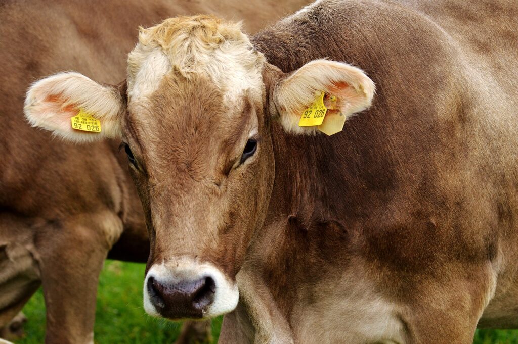 Развитие генетических аномалий у пород сельскохозяйственных животных берут под контроль