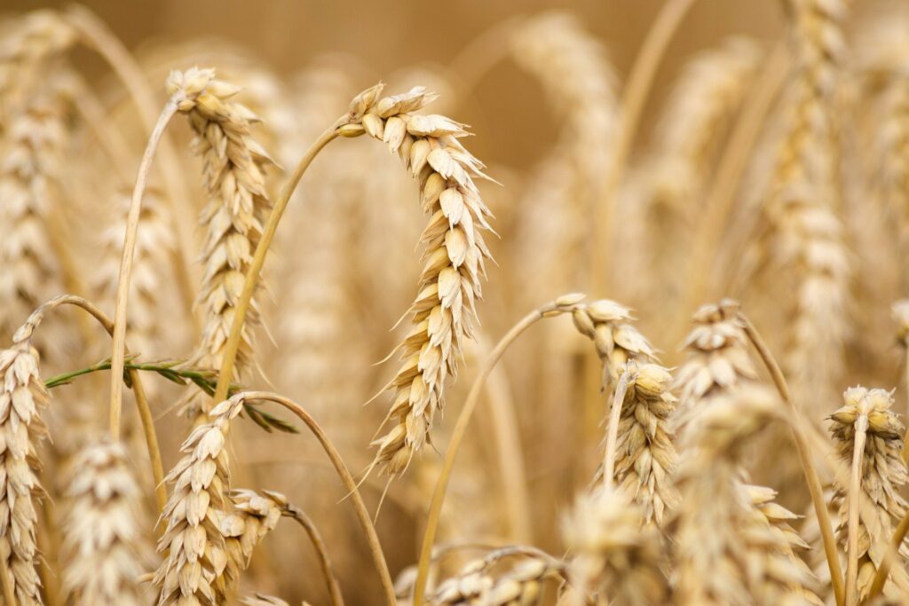 Всероссийский институт генетических ресурсов растений получил финансирование на программу селекции пшеницы и на развитие биоресурсной коллекции растений