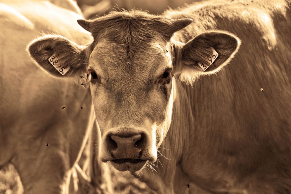 Проект по геномной селекции скота получил награду на главном агротехническом конкурсе страны