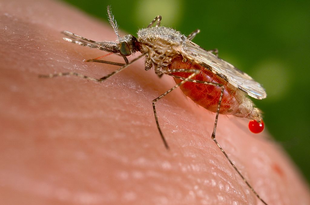 Генно-модифицированный комар вытеснит малярийного с его ареала