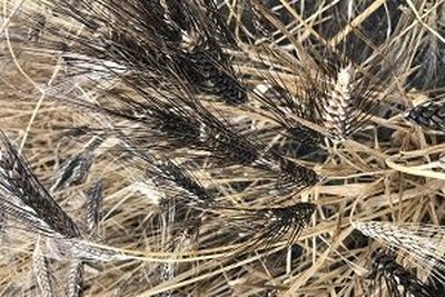 50 лет изучения пшеницы в ВИРе: выявлены 26 образцов, устойчивых к бурой ржавчине в разных регионах России