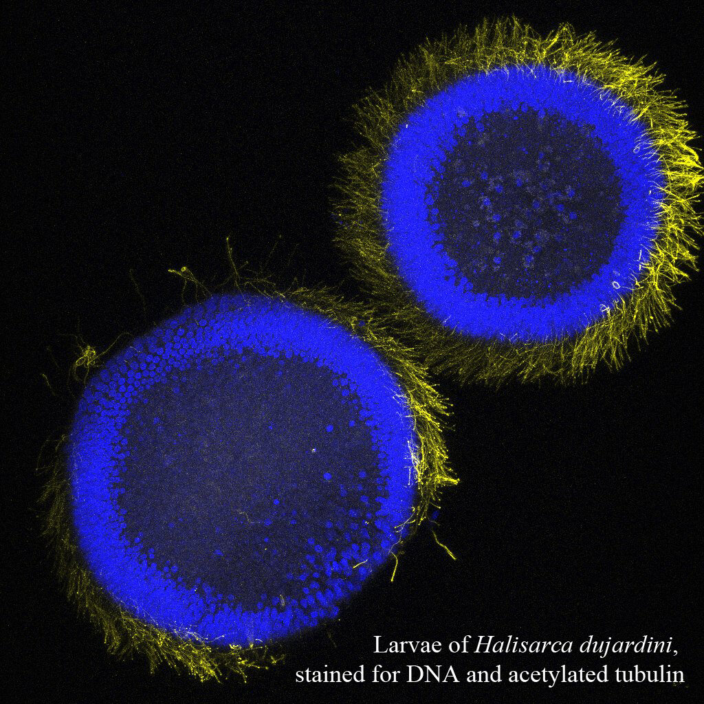Новое семейство белков беспозвоночных поможет в изучении энергообмена клетки