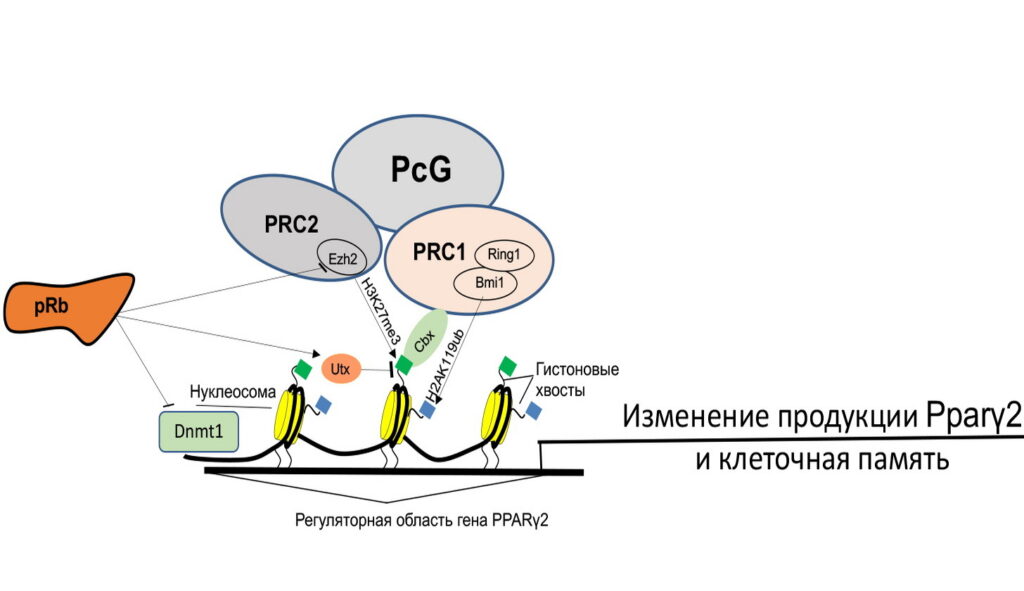 Ген RB, препятствующий образованию раковых клеток, участвует в формировании клеточной памяти