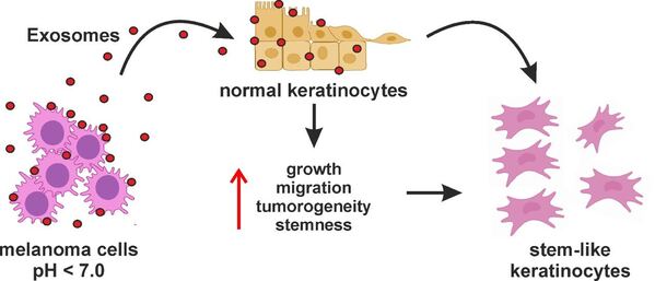Внеклеточные везикулы, выделенные из закисленного окружения первичной метастазирующей меланомы, стимулируют рост, миграцию и стволовость нормальных кератиноцитов