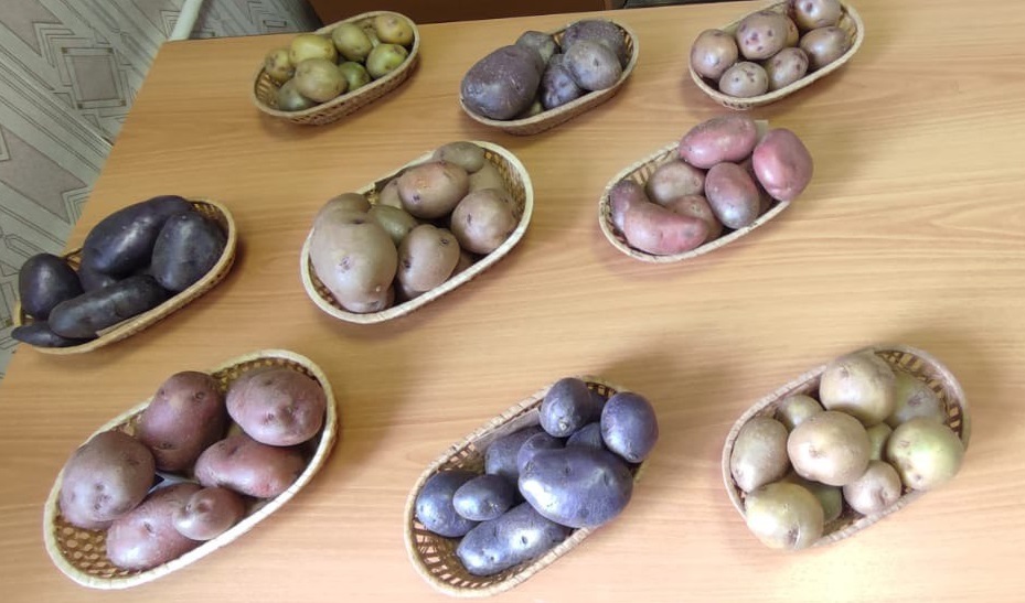 УдмФИЦ УрО РАН вывел шесть новых импортозамещающих сортов картофеля, еще три – в разработке