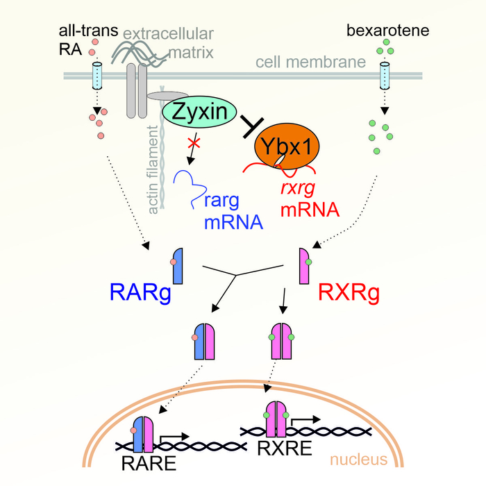 Белок цитоскелета Zyxin ингибирует передачу сигналов ретиноевой кислоты путем дестабилизации материнской мРНК ядерного рецептора RXRγ