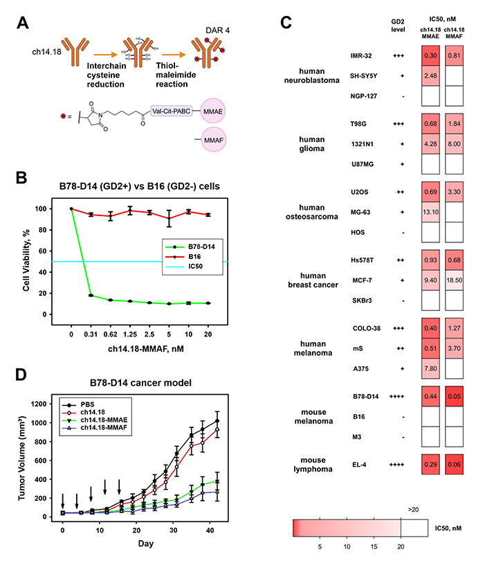 Терапевтическая эффективность конъюгатов антител c лекарствами в GD2-экспрессирующих опухолях