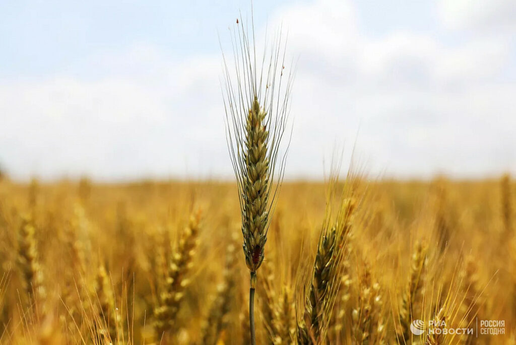 В России нашли способ повысить урожайность пшеницы с помощью бацилл