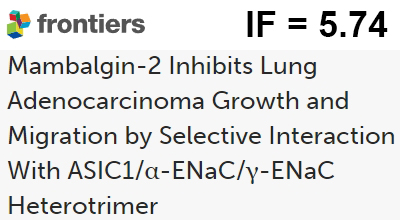 Мамбалгин-2 ингибирует рост и миграцию аденокарциномы легкого за счет селективного взаимодействия с гетеротримером ASIC1/α-ENaC/γ-ENaC
