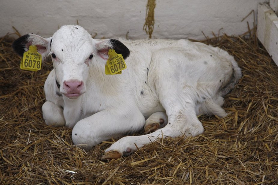 В России сформируют стада «гипоаллергенных» коров