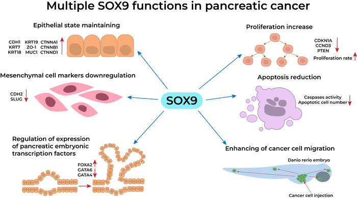 Транскрипционный фактор SOX9 клеточно-специфическим образом регулирует множество клеточных процессов и сигнальных путей при раке поджелудочной железы
