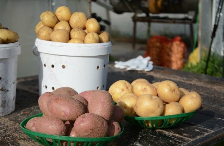 В Государственный реестр селекционных достижений добавлен сорт картофеля «сокур»