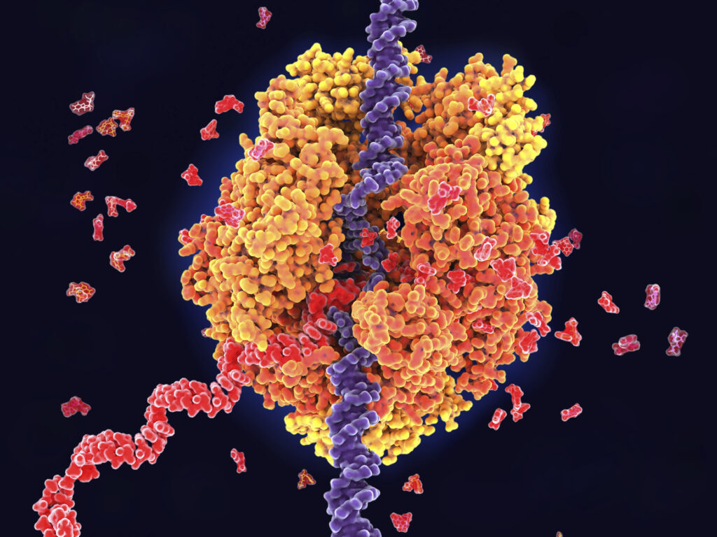 Починка антисмысловой нити: учёные открыли механизм восстановления повреждений цепочки ДНК