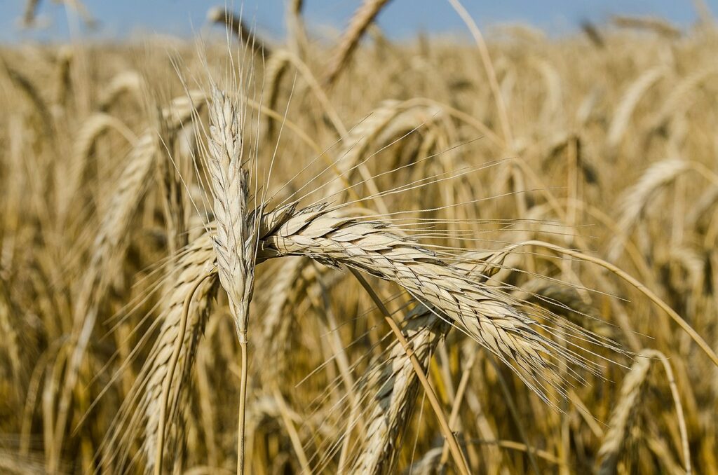 Открытие ученых ИЦиГ СО РАН поможет в селекции пшеницы