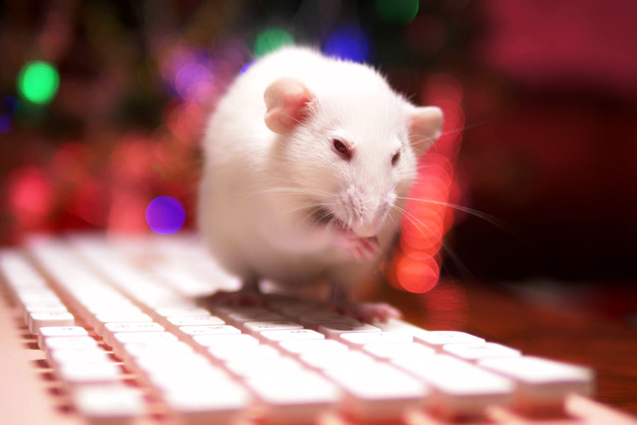 Нейроны человека трансплантировали крысам для изучения заболеваний головного мозга