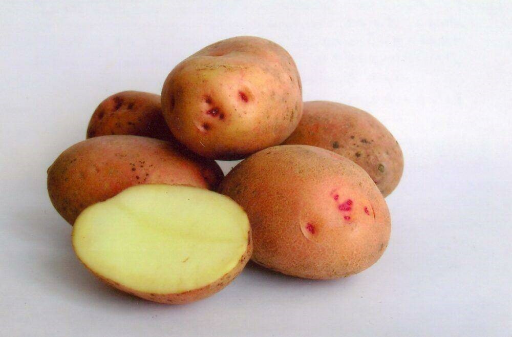 <strong>В Омском аграрном научном центре займутся улучшением семенного картофеля </strong>
