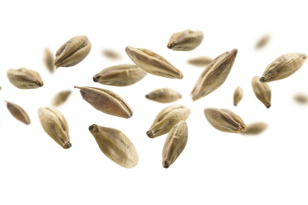 <strong>Кубанские селекционеры вывели сорт ячменя повышенной урожайности</strong>