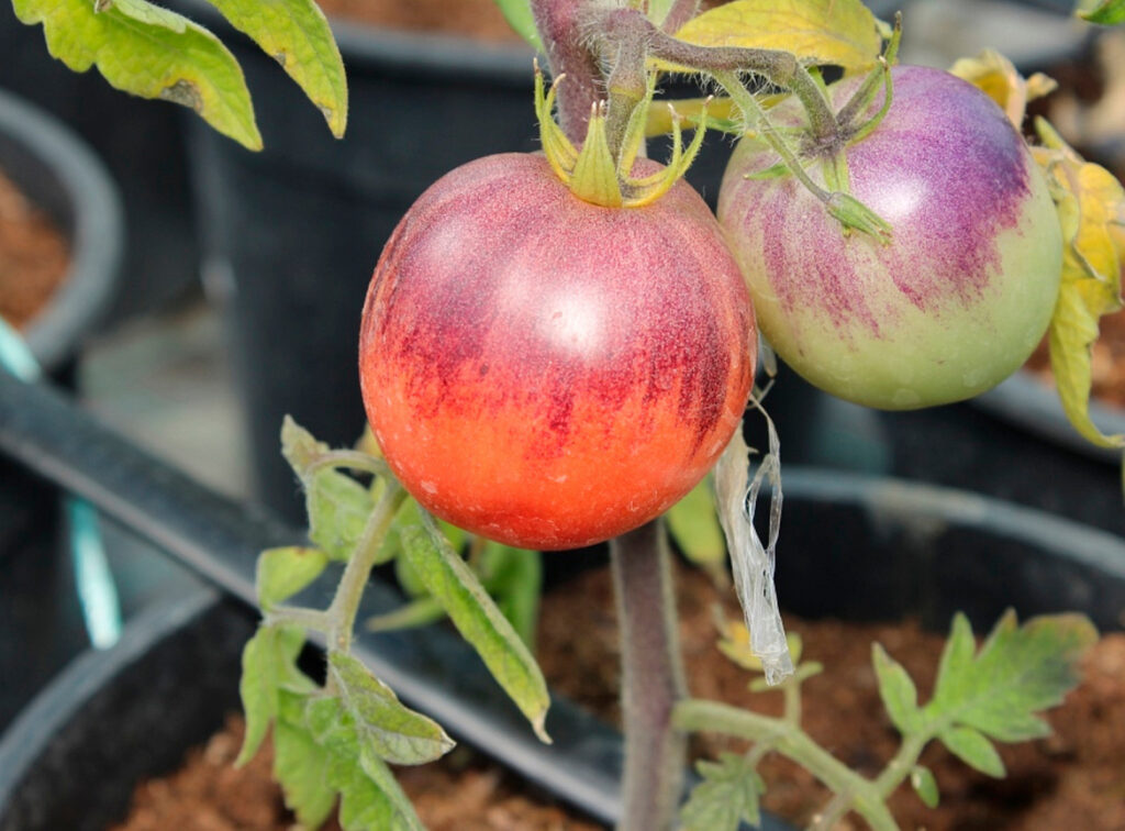 <strong>Российские ученые вывели томаты, снижающие уровень холестерина</strong>