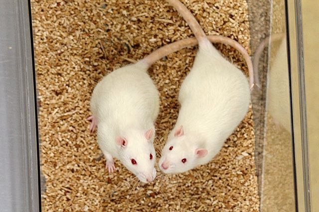 В Институте цитологии и генетики СО РАН исследуют генетические механизмы повышения давления на крысах с гипертонией