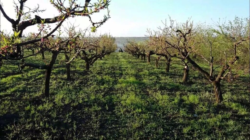 Ученые ВИР доказали эффективность сохранения почек и черенков персика методом криоконсервации