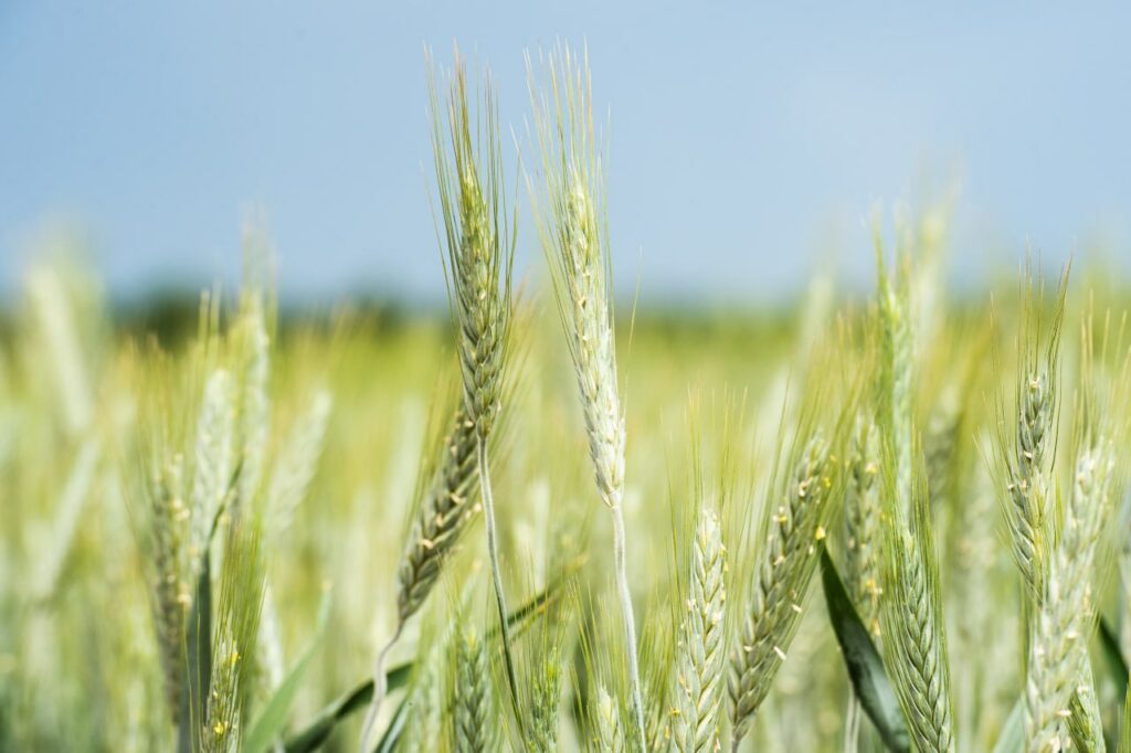 Российская газета. Новая лаборатория в Тюмени станет центром изучения зерновых культур