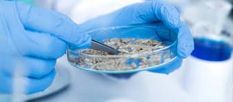 Саратовская лаборатория ФГБУ «ВНИИЗЖ» провела ПЦР-исследования более сотни образцов семян на фитозаболевания