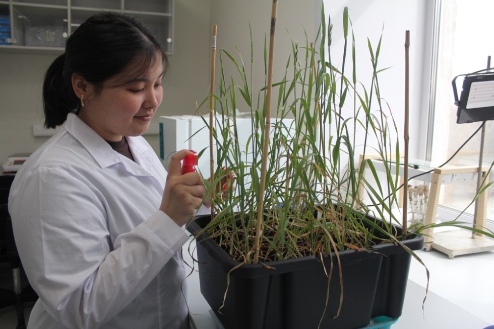 Новая лаборатория в Тюмени станет центром изучения зерновых культур