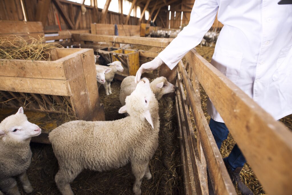 Ученые нашли новые гены-кандидаты, связанные с признаками мясной продуктивности овец