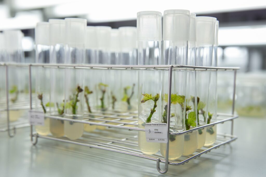 Лаборатория по созданию растений нового поколения действует в Крымском федеральном университете им. В.И. Вернадского