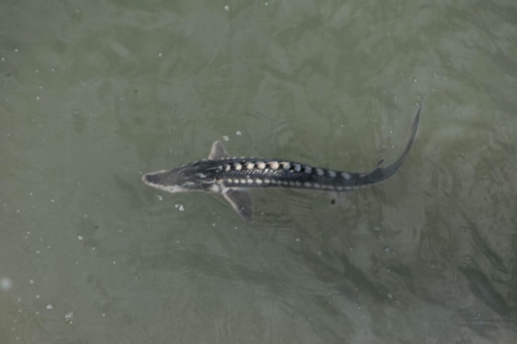 Водоемы Кубани пополнились новым поколением осетровых