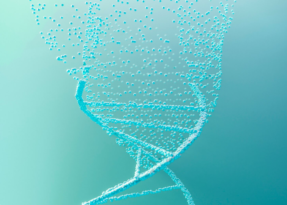 Геном «морских огурцов» изучат специалисты ДВФУ и крупнейший производитель трепанга в России