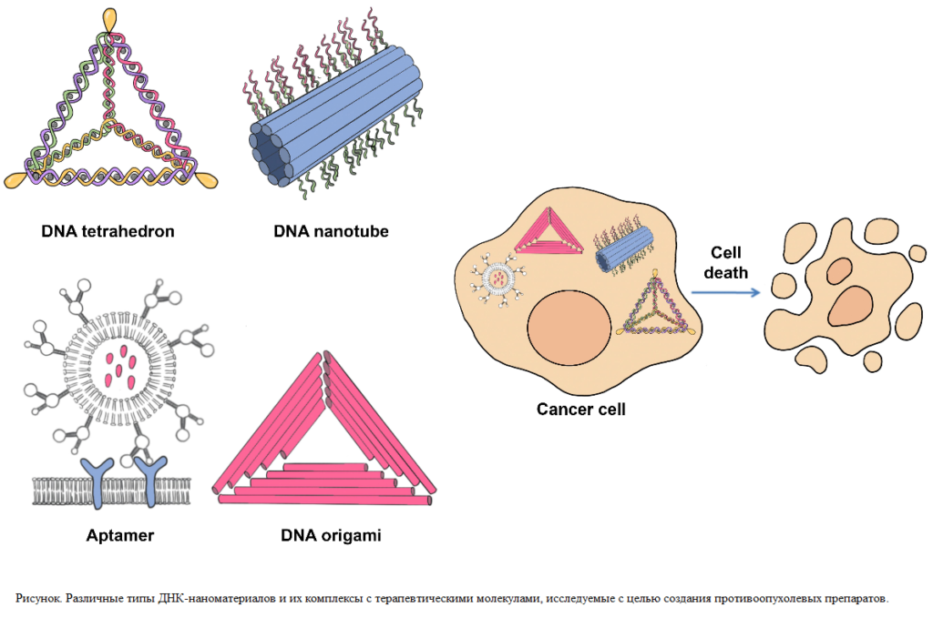 ДНК-наноматериалы для эффективной доставки противоопухолевых лекарств