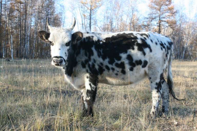 В Северо-Восточном федеральном университете (СВФУ) начали эксперимент по клонированию коровы якутской породы