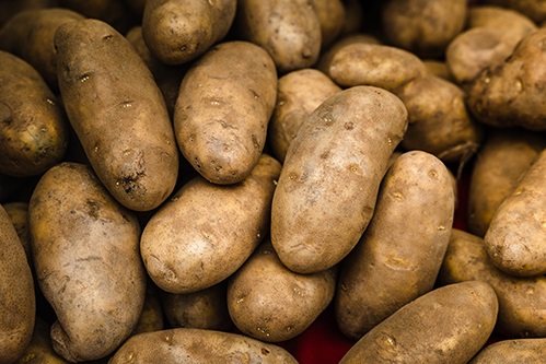 Выявлен ген картофеля, отвечающий за адаптацию к условиям высоких широт