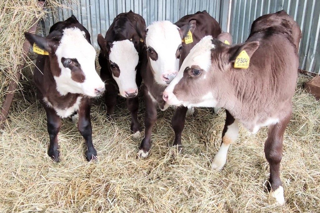 В России создается единая племенная коллекция ценных сельскохозяйственных пород животных