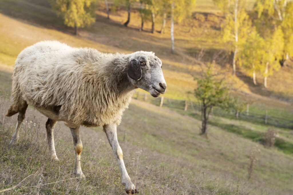 Ученые ФИЦ ВИЖ им. Л.К. Эрнста, МСХА им. К.А. Тимирязева и Мюнхенского университета Людвига-Максимилиана провели анализ полных митохондриальных геномов овец, разводимых в России Ученые ФИЦ ВИЖ им. Л.К. Эрнста, МСХА им. К.А. Тимирязева и Мюнхенского университета Людвига-Максимилиана провели анализ полных митохондриальных геномов овец, разводимых в России