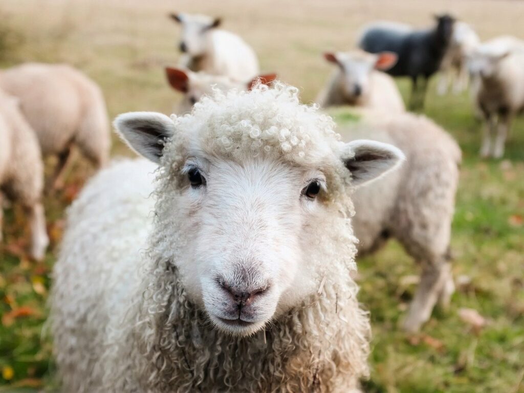 Ученые ФИЦ ВИЖ им. Л.К. Эрнста, МСХА им. К.А. Тимирязева и Мюнхенского университета Людвига-Максимилиана провели анализ полных митохондриальных геномов овец, разводимых в России