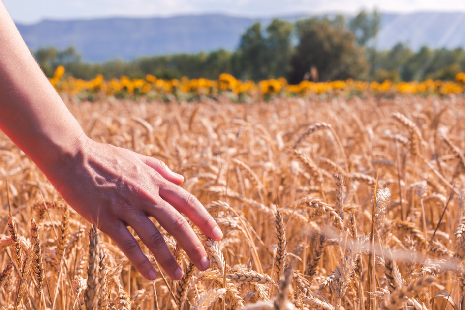 Правительство утвердило программу развития Национального центра генетических ресурсов растений на 2023‑2030 годы