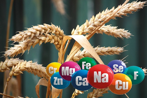 Ученые определили важные для селекции гены российских сортов пшеницы