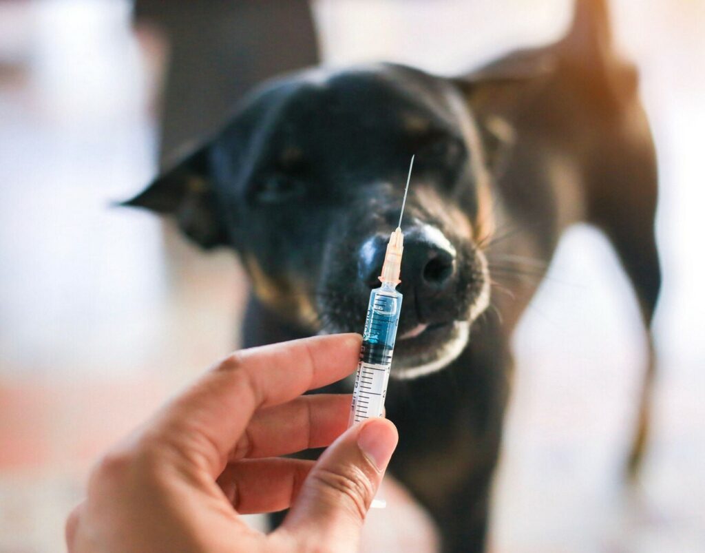 ФГБУ «ВНИИЗЖ» провел исследования для определния титра инфекционной активности мастаденовируса собак в сырье для вакцин