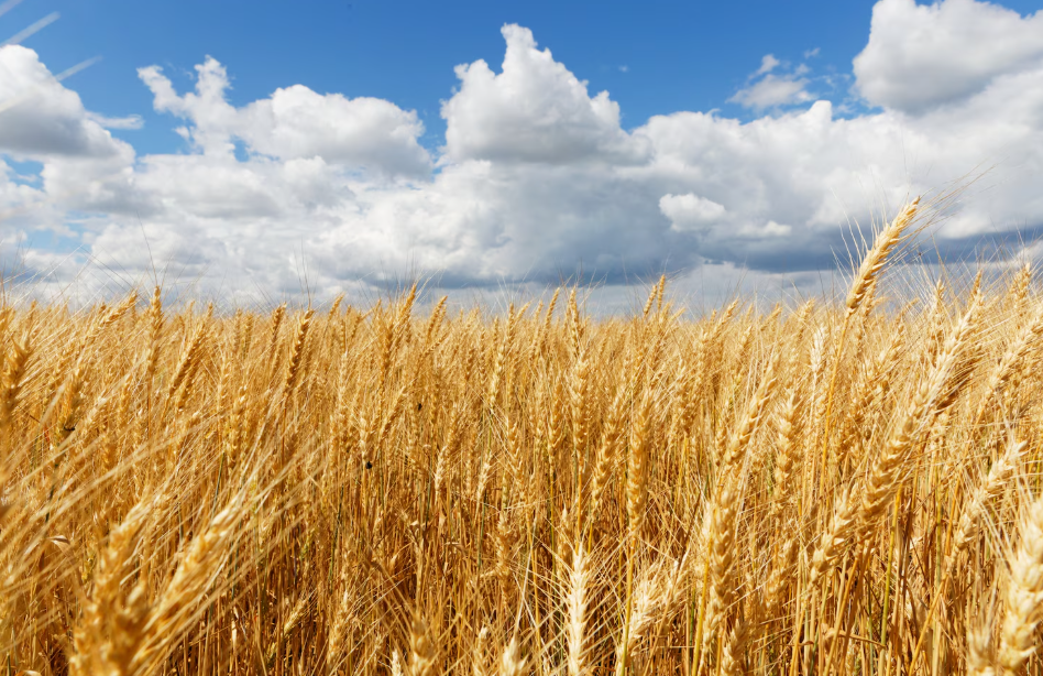 В НЦМУ «Агротехнологии будущего» исследуют новые возможности пшеницы