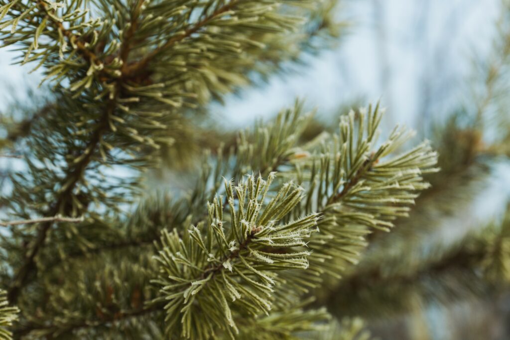 Генетики придумали, как ловить браконьеров по ДНК пихты Генетики придумали, как ловить браконьеров по ДНК пихты