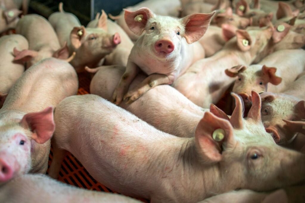 Специалистами ФГБУ «ВНИИЗЖ» разработана тест-система для выявления генома вируса африканской чумы свиней