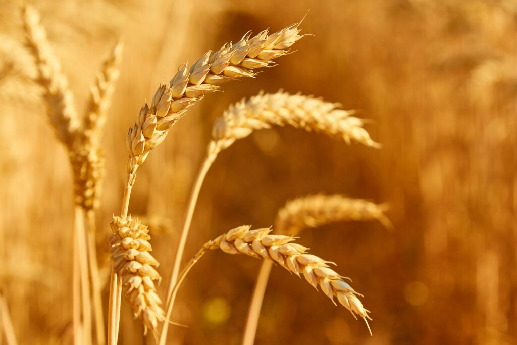В РФ вывели сорт пшеницы, который увеличит урожайность зерна в нечерноземной зоне на 15%