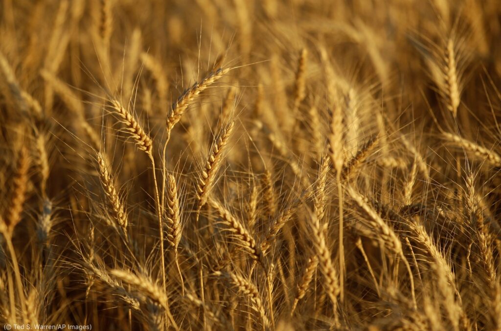 В НЦМУ «Агротехнологии будущего» исследуют новые возможности пшеницы