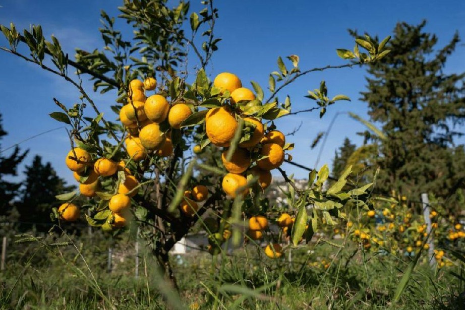 Сотрудники субтропического научного центра РАН запатентовали три новых сорта мандарина