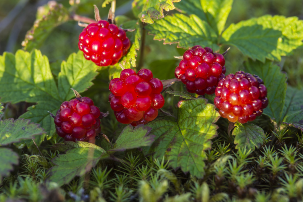 ТАСС: в РГАУ-МСХА сумели ускорить размножение ценной северной ягоды