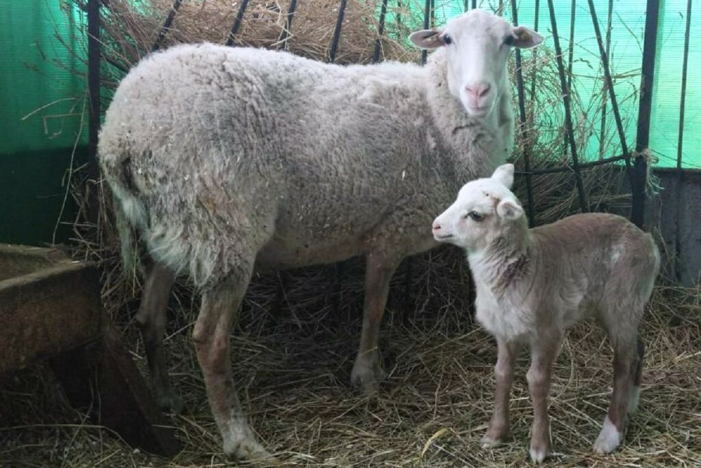 Получено потомство от первого в мире гибридного клона домашней овцы и дикого барана архара