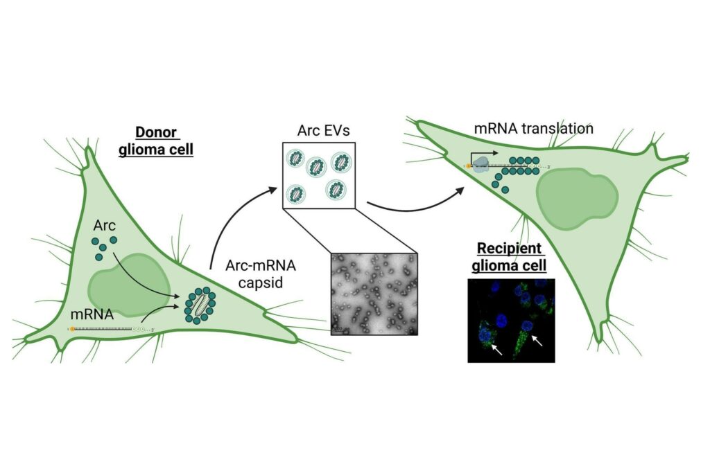 Глиомные клетки обмениваются друг с другом вирус-подобными частицами с мРНК